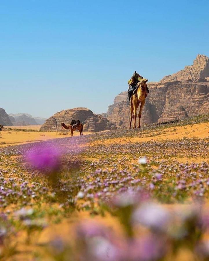 Salma Desert Camp Wadi Rum Exteriör bild